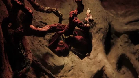 Flying dogs hang upside down and eat. Stock Footage 239123740