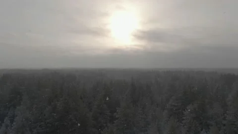 Flying dolly-out shot over a spruce-pine forest during a light blizzard Stock Footage 221605977