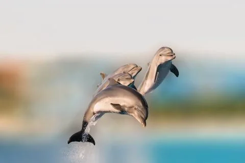 Flying dolphins having fun jumping out of the water. Foto stock