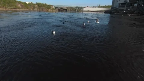 Flying with Double-crested Cormorants Reversing Falls Saint John New Brunswick Stock Footage 344771298