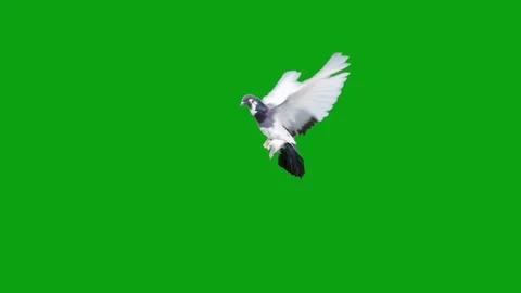 Flying dove flapping wings green screen slow motion Stock Footage 303426909