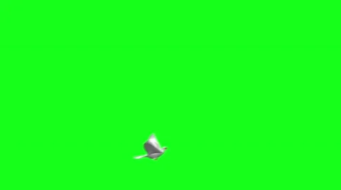 Flying dove on green screen Stock Footage 45810638