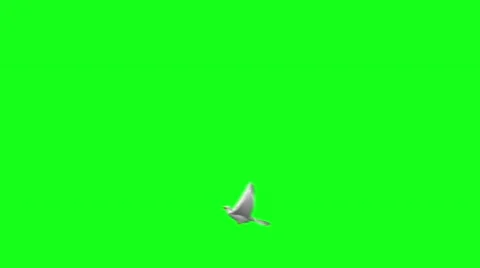Flying dove on green screen Stock Footage 45810692