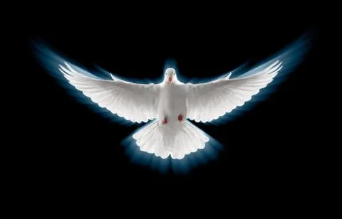 Flying dove Stock Photos