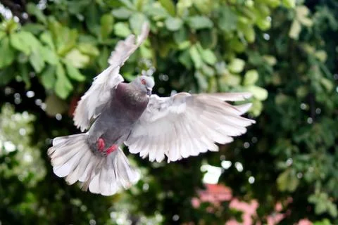 Flying dove Stock Photos