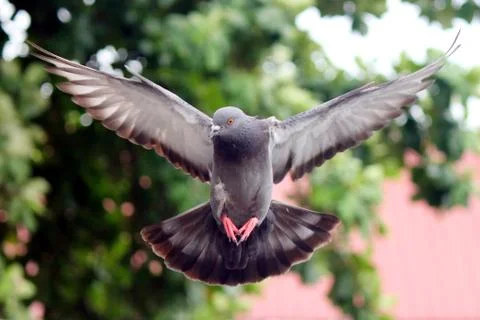 Flying dove Stock Photos