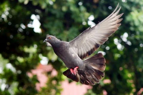 Flying dove Stock Photos