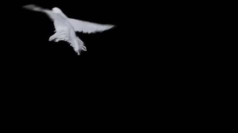 Flying dove in slow motion Video stock 76623279