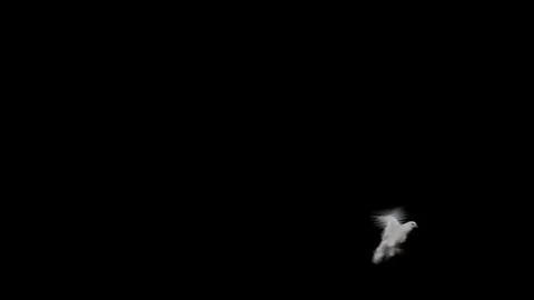 Flying dove in slow motion Stock Footage 76678453