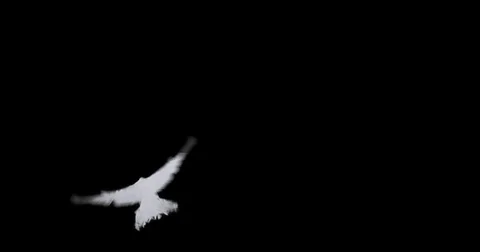 Flying dove in slow motion Stock Footage 76678611
