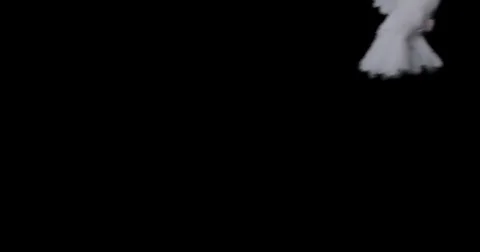 Flying dove in slow motion Video stock 76678615