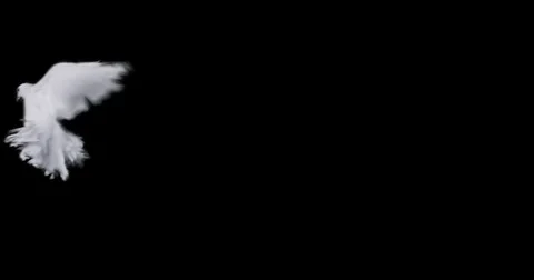 Flying dove in slow motion Stock Footage 76678645