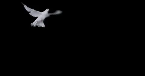Flying dove in slow motion Stock Footage 76678653