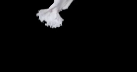 Flying dove in slow motion Stock Footage 76678677