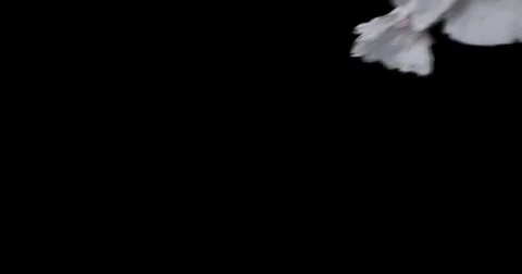 Flying dove in slow motion Video stock 76678720