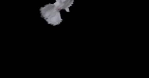 Flying dove in slow motion Stock Footage 76678738
