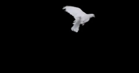 Flying dove in slow motion Stock Footage 76678743