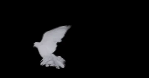 Flying dove in slow motion Stock Footage 76678754
