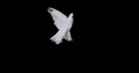 Flying dove in slow motion Stock Footage 76678757