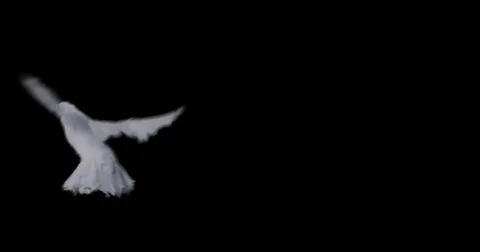 Flying dove in slow motion Stock Footage 76678777