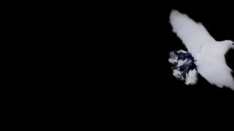 Flying dove in slow motion Stock Footage 76678798