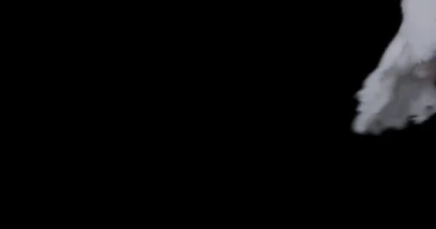 Flying dove in slow motion Stock Footage 76678810