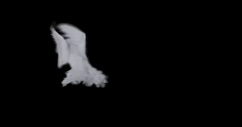 Flying dove in slow motion Video stock 76678812