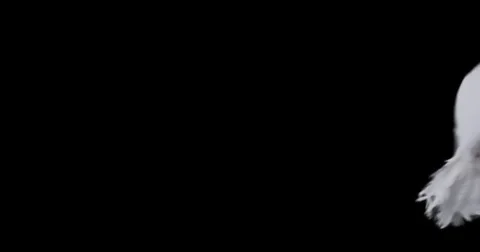 Flying dove in slow motion Stock Footage 76678856