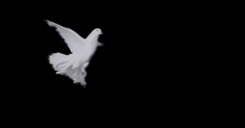 Flying dove in slow motion Stock Footage 76678875