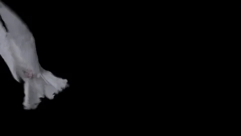 Flying dove in slow motion Stock Footage 76678929