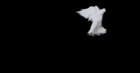 Flying dove in slow motion Stock Footage 76678944
