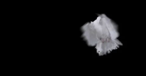 Flying dove in slow motion Stock Footage 76678948