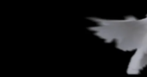 Flying dove in slow motion Stock Footage 76678991