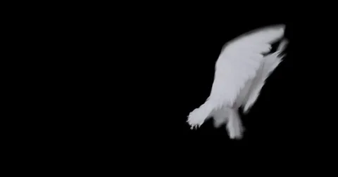 Flying dove in slow motion Stock Footage 76679016