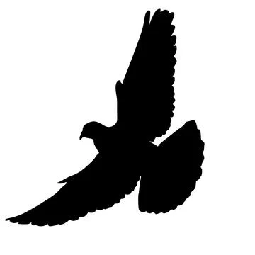 Flying dove on white Stock Illustration