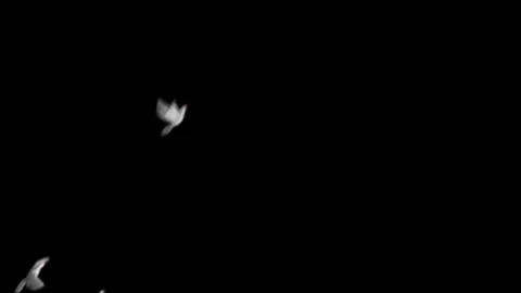 Flying doves background Stock Footage 100648352