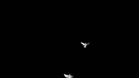 Flying doves background Stock Footage 100648361