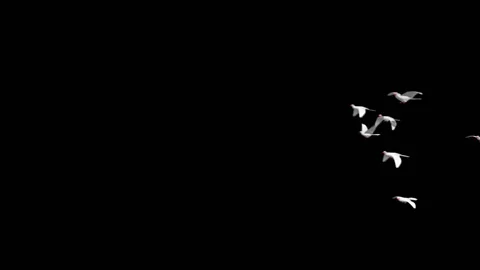 Flying doves background Stock Footage 100648367
