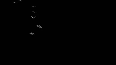 Flying doves background Stock Footage 100648371
