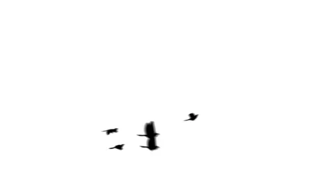 Flying doves background Stock Footage 100648413