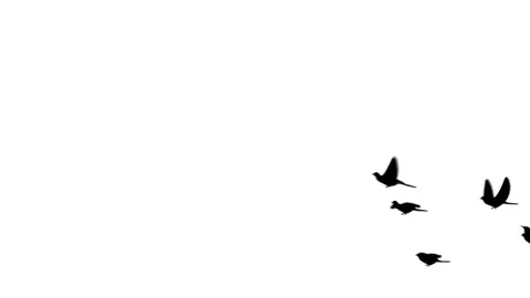 Flying doves background Stock Footage 100648416
