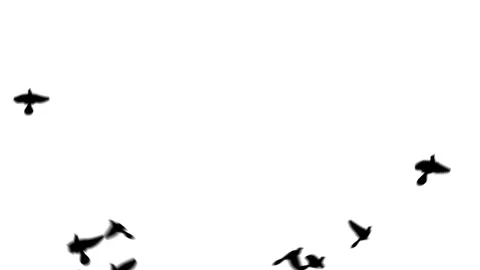 Flying doves background Stock Footage 100648427