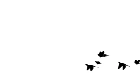 Flying doves background Stock Footage 100648439