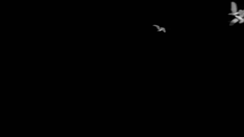 Flying doves background Stock Footage 100648448