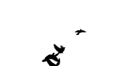Flying doves background Stock Footage 100648451