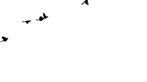 Flying doves background Stock Footage 100648453