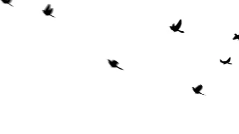 Flying doves background Stock Footage 100648457