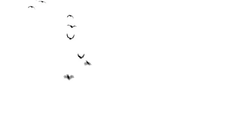 Flying doves background Stock Footage 100648459