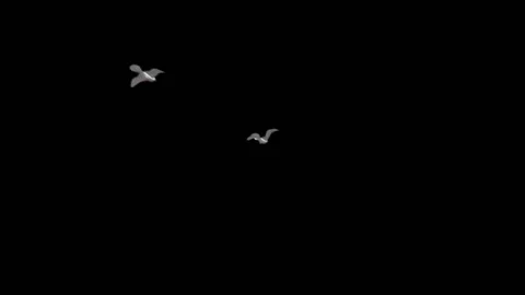 Flying doves background Stock Footage 100648470