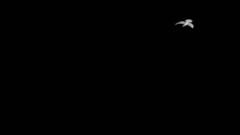 Flying doves background Stock Footage 100648479